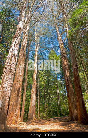 Bäume, riesige Eukalyptusbäume oder australischen Oaks(Eucalyptus regnans), Eastwoodhill National Arboretum in der Nähe von Gisborne, East Cape Stockfoto