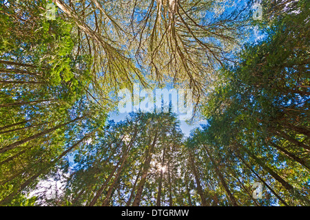 Überdachung des riesigen Eukalyptus-Bäume, australische Eichen (Eukalyptus Regnans), Eastwoodhill, National Arboretum, in der Nähe von Gisborne Stockfoto