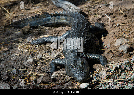 Afrikas; Botswana; Safari; Savanne; Orient Express; Landschaften; Natur; Antilope; Letschwe; rot; Natur; Wildtiere; Safari; Chobe; Stockfoto