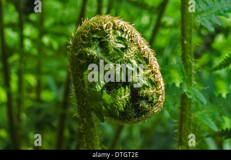 BRACKEN Wedel (Pteridium) beginnen zu nicht entfalten Stockfoto