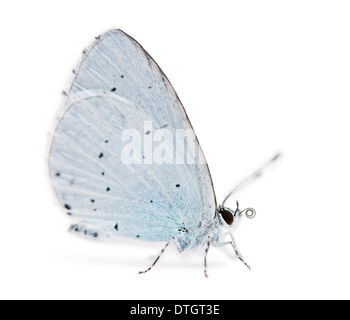 Seitenansicht eines Holly Blue Schmetterlings, Celastrina Argiolus, vor weißem Hintergrund Stockfoto