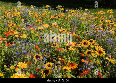 Bereich der gemischte rote und orange Cosmos (Kosmos), gelbe Zinnien (Zinnia) und blaue Flockenblume (Centaurea) Blumen im Sommer Stockfoto