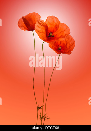 Mohn auf rotem Hintergrund Farbverlauf Stockfoto