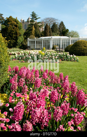 Die Kamelie-Haus und die Gärten in Wollaton Hall und Wildpark, Nottingham England UK Stockfoto