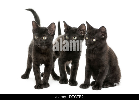 Gruppe von drei schwarzen Kätzchen auf der Suche in die gleiche Richtung, 2 Monate alt, vor weißem Hintergrund Stockfoto