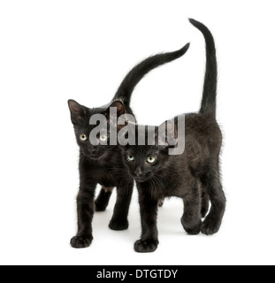 Zwei schwarze Kätzchen zu Fuß die gleiche Richtung, 2 Monate alt, vor weißem Hintergrund Stockfoto