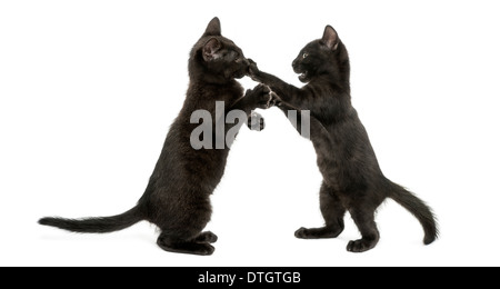 Zwei schwarze Kätzchen spielen, 2 Monate alt, vor weißem Hintergrund Stockfoto