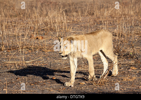 Afrikanische Löwin im Ruaha Nationalpark, Tansania Stockfoto