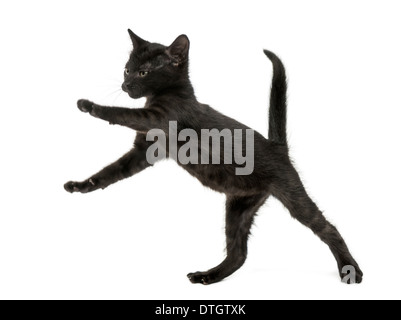 Schwarzes Kätzchen auf den Hinterbeinen stehend, spielen, 2 Monate alt, vor weißem Hintergrund Stockfoto