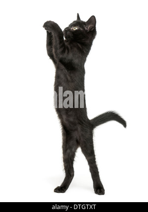 Schwarzes Kätzchen stehend auf Hinterbeinen, erreichen, scharren, 2 Monate alt, vor weißem Hintergrund Stockfoto