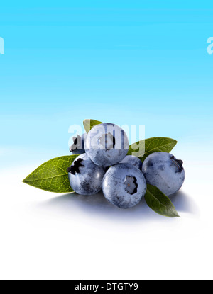 Heidelbeeren oder Blaubeeren (Vaccinium Myrtillus) mit Blättern Stockfoto