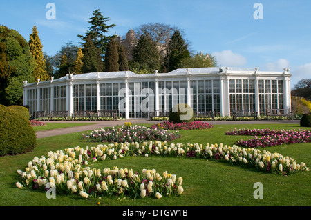 Die Kamelie-Haus und die Gärten in Wollaton Hall und Wildpark, Nottingham England UK Stockfoto