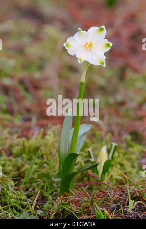 Frühling, Schneeflocke (Leucojum Vernum), North Rhine-Westphalia, Deutschland Stockfoto