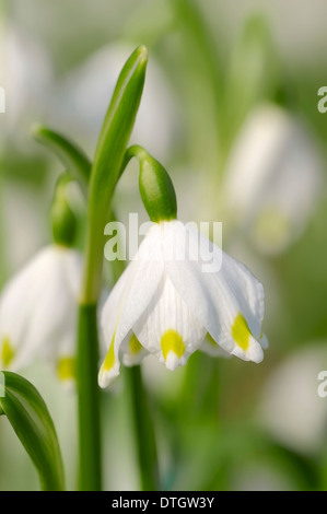 Frühling Schneeflocke (Leucojum Vernum), Blüte, North Rhine-Westphalia, Germany Stockfoto