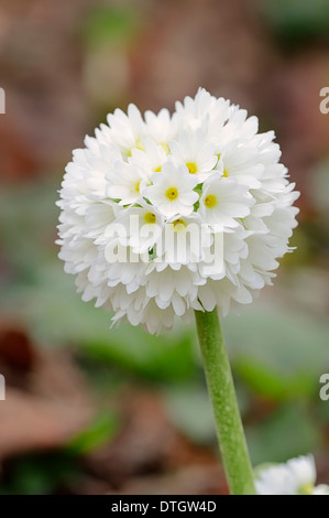 Trommelstock Primel, Alba Sorte (Primula Verbreitungsgebiet 'Alba'), Blüte, Deutschland Stockfoto