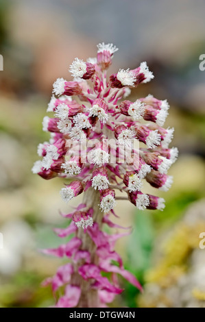 Gemeinsamen Pestwurz (Petasites Hybridus, Petasites Officinalis), North Rhine-Westphalia, Deutschland Stockfoto