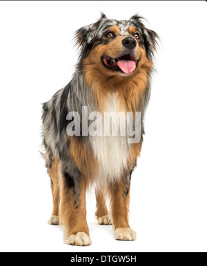 Australian Shepherd blue Merle stehen, Hecheln, nachschlagen, 4 Jahre alt, vor weißem Hintergrund Stockfoto