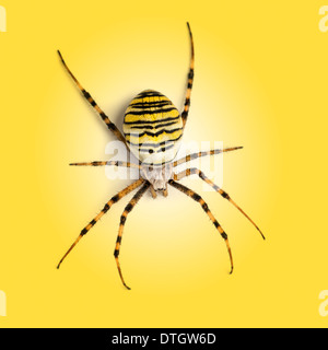 Draufsicht auf eine Wespe Spinne, Argiope Bruennichi auf gelbem Hintergrund Stockfoto