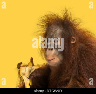 Nahaufnahme von einer jungen Bornean Orangutan Essen eine Banane, Pongo Pygmaeus, 18 Monate alt, vor gelbem Hintergrund Stockfoto