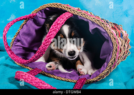 Border-Collie Welpen liegen in einer Korb-Tasche Stockfoto