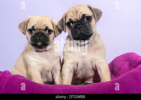 Zwei Pugs, Welpen Stockfoto