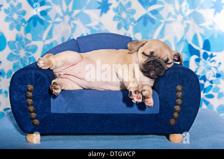 Mops Welpen auf eine Miniatur Sofa schlafen Stockfoto