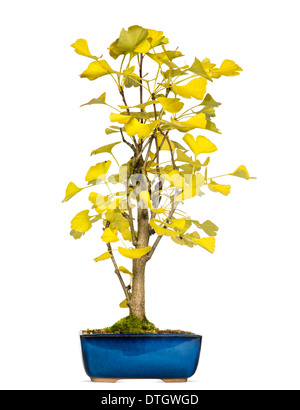 Ginkgo-Bonsai-Baum, Ginkgo Biloba, vor weißem Hintergrund Stockfoto