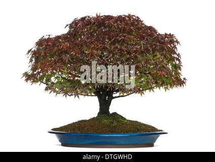 Kiyohime-Bonsai-Baum, Acer Palmatum, vor weißem Hintergrund Stockfoto