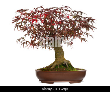 Japanischer Ahorn Bonsai-Baum, Acer Palmatum, vor weißem Hintergrund Stockfoto