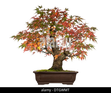 Downy japanischer Ahorn, Acer Japonicum, Bonsai-Baum, vor weißem Hintergrund Stockfoto