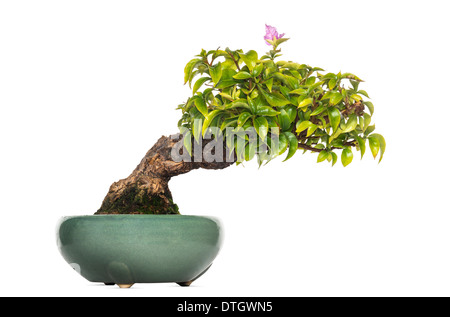 Bougainvillea-Bonsai-Baum, Bougainvillea Glabra, vor weißem Hintergrund Stockfoto