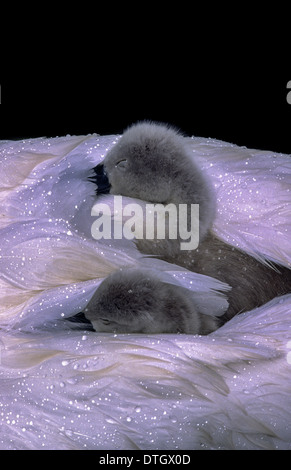 CYGNETS SCHLAFEND AUF EINEM SCHWÄNE [CYGNUS] WIEDER IM REGEN Stockfoto