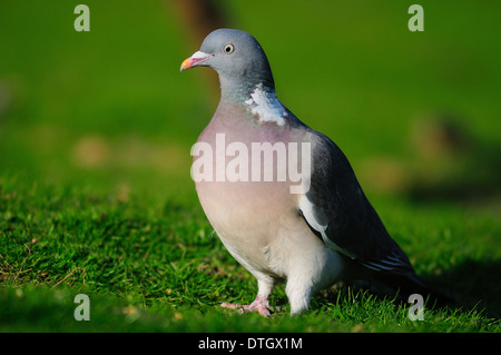 Eine Woodpigeon Taube auf den Boden in einem Bereich UK Stockfoto