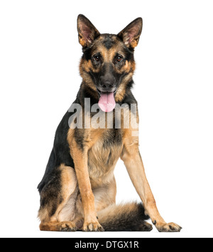 Deutscher Schäferhund sitzend, keuchend, schaut in die Kamera, 4 Jahre alt, vor weißem Hintergrund Stockfoto