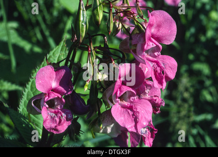 TIEF rosa Blumen und grüne Schoten von THE Himalaya BALSAM REISPFLANZE [Impatiens Glandulifera] Stockfoto