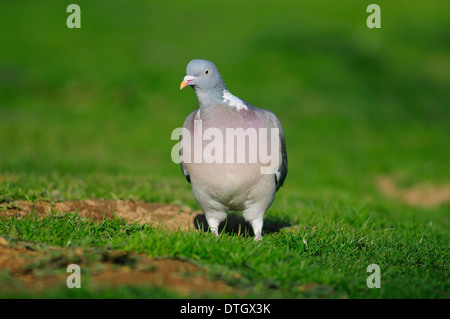 Eine Woodpigeon Taube auf den Boden in einem Bereich UK Stockfoto