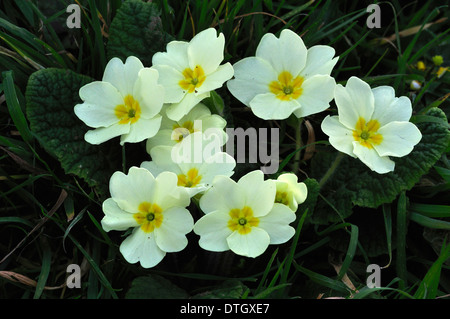 Ein Büschel von zart gelbe Primeln im Frühjahr UK Stockfoto