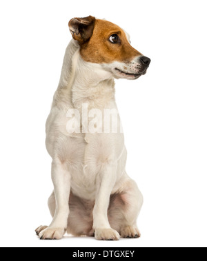 Jack Russel Terrier sitzend, wegschauen vor weißem Hintergrund Stockfoto