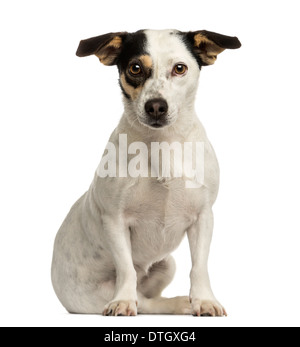 Vorderansicht eines Jack Russel Terriers sitzen, schaut in die Kamera vor weißem Hintergrund Stockfoto