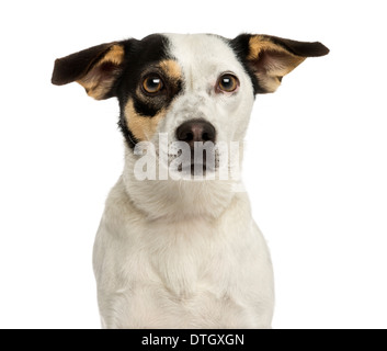 Nahaufnahme eines Jack Russel Terriers schaut in die Kamera vor weißem Hintergrund Stockfoto