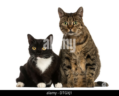 Vorderansicht von zwei Europäisch Kurzhaar Katzen, schaut in die Kamera, vor weißem Hintergrund Stockfoto