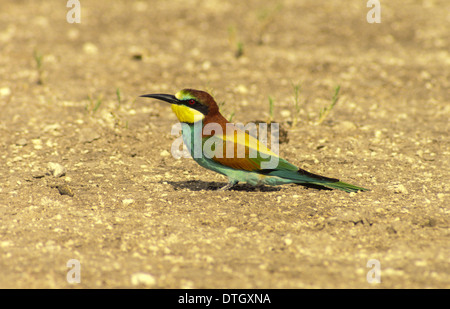 Europäische Biene-Esser (Merops Apiaster) ruht IN der NAMIBWÜSTE Stockfoto