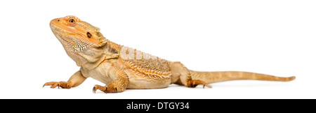 Zentralen Bearded Dragon, Pogona Vitticeps, vor weißem Hintergrund Stockfoto