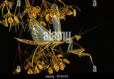 Europäische GOTTESANBETERIN [Mantis Religiosa] zeigt die entfalteten Flügel und Beine Stockfoto