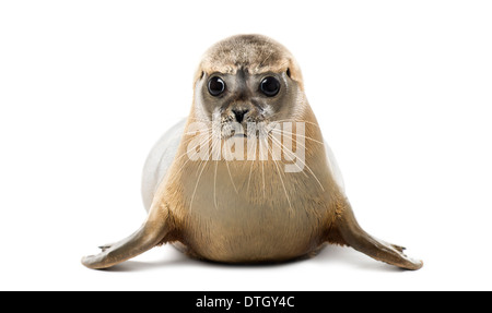 Seehunde, Phoca Vitulina, 8 Monate alt, vor weißem Hintergrund Stockfoto