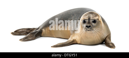 Seehunde, Phoca Vitulina, 8 Monate alt, vor weißem Hintergrund Stockfoto