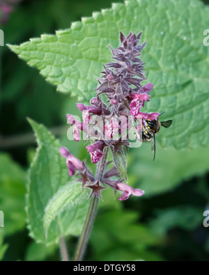 Die Wolle Karde Biene (Anthidium Manicatum) auf Futtersuche auf wilde Blume, Hedge woundwort Stockfoto