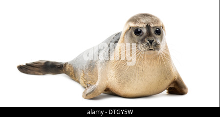 Seehunde, Phoca Vitulina, 8 Monate alt, vor weißem Hintergrund Stockfoto