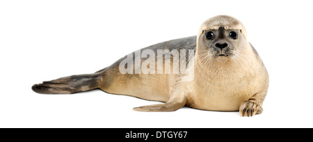 Seehunde, Phoca Vitulina, 8 Monate alt, vor weißem Hintergrund Stockfoto