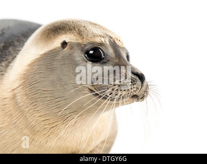 Nahaufnahme der Seehunde, Phoca Vitulina, 8 Monate alt, vor weißem Hintergrund Stockfoto
